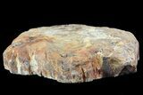 Jurassic Petrified Wood (Pentoxylon) End Cut - Australia #82766-2